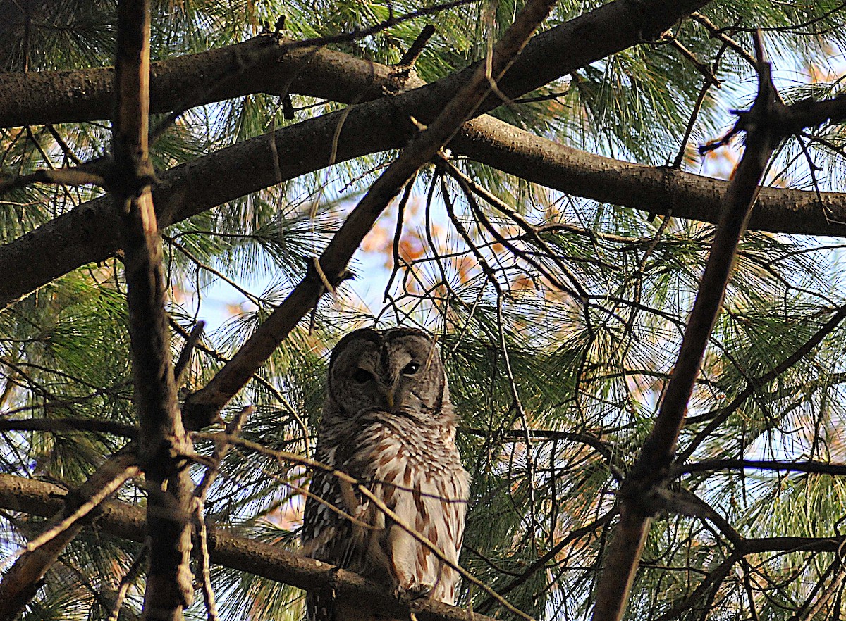Barred Owl - ML645594510