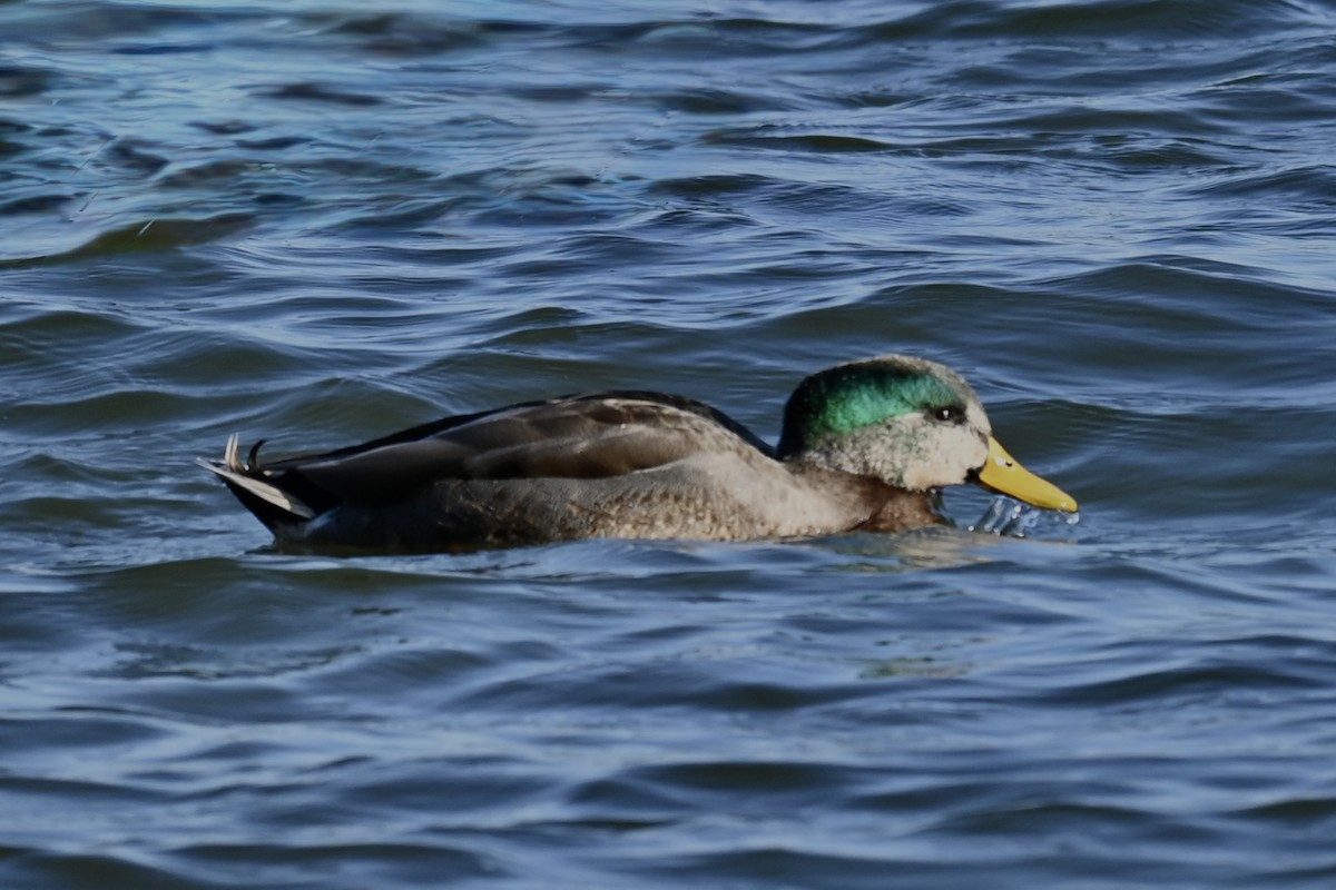 Крижень звичайний - ML645594512