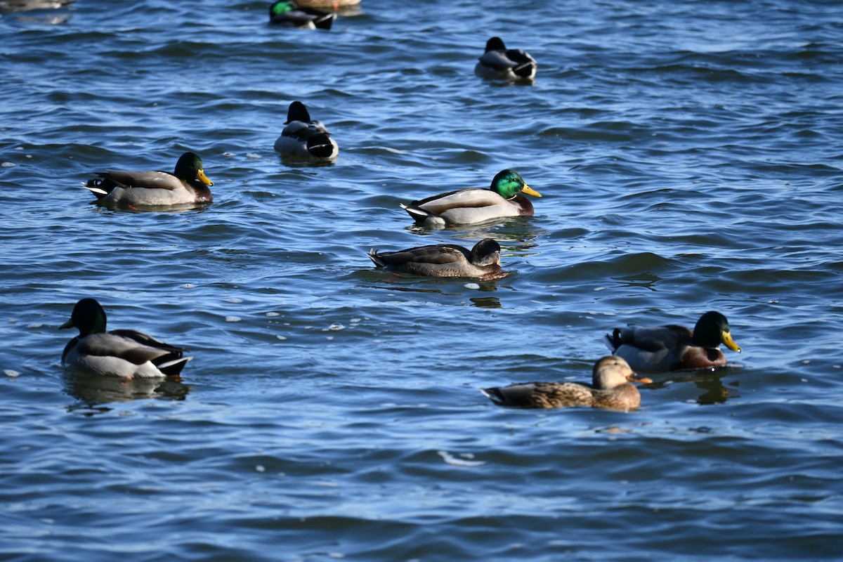 Крижень звичайний - ML645594513