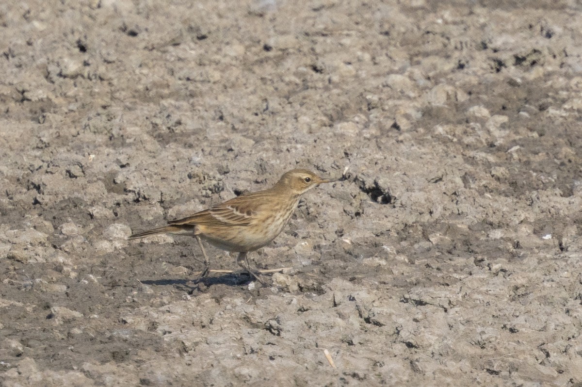 Water Pipit - ML645594515