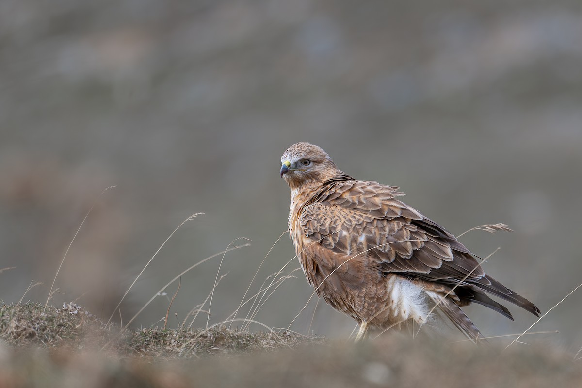 Long-legged Buzzard - ML645594516