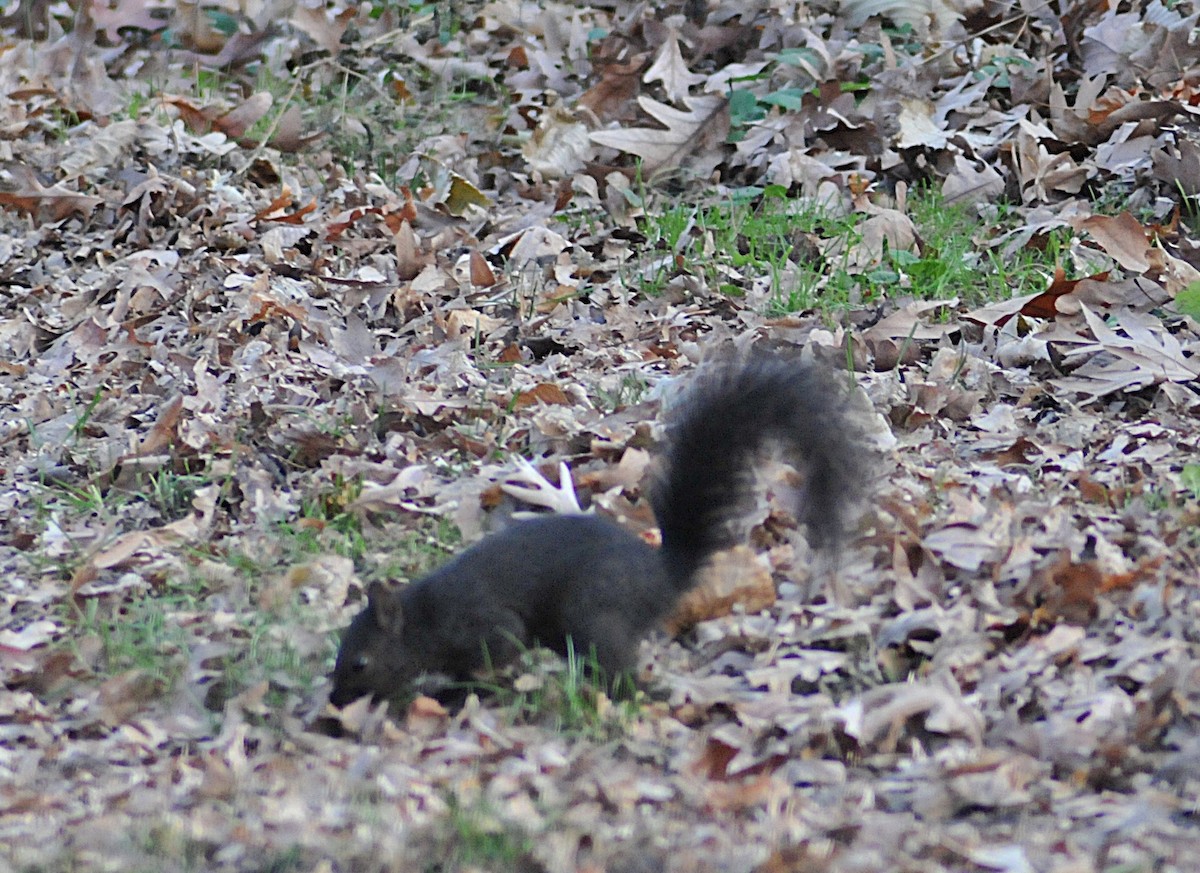 Eastern Gray Squirrel - ML645594517