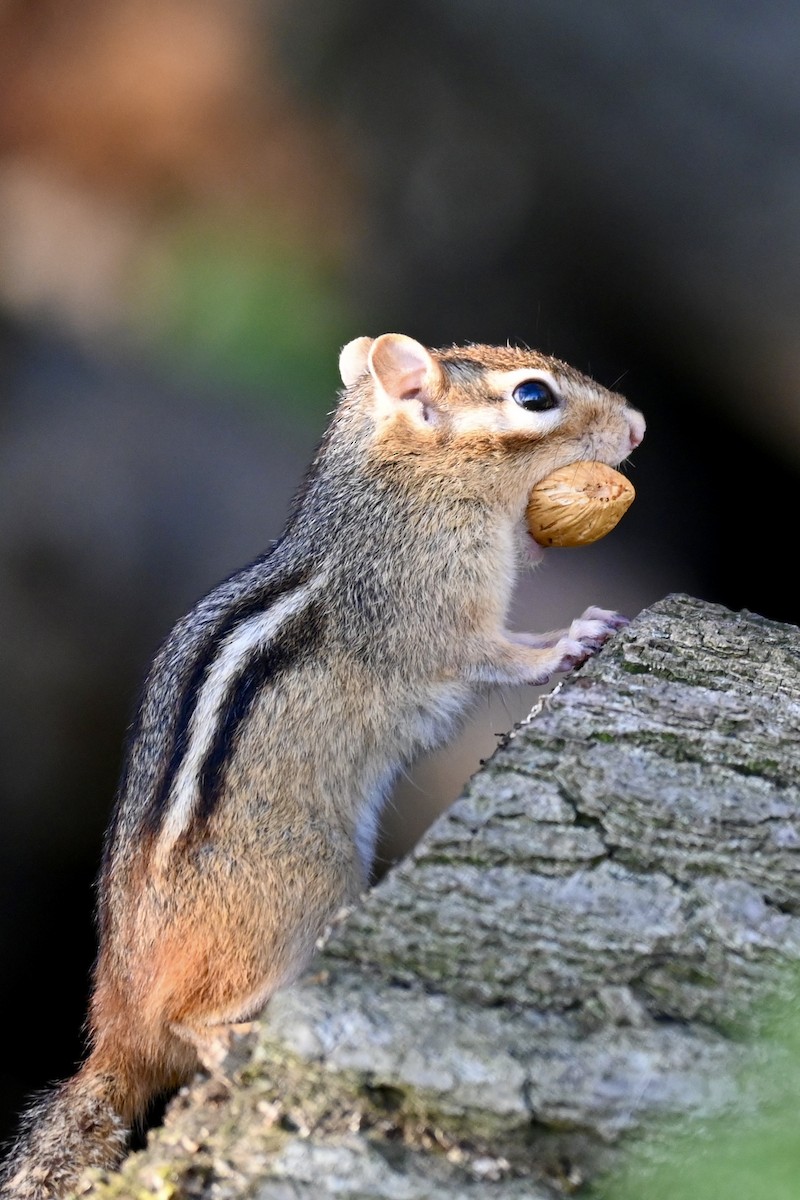 Eastern Chipmunk - ML645594535
