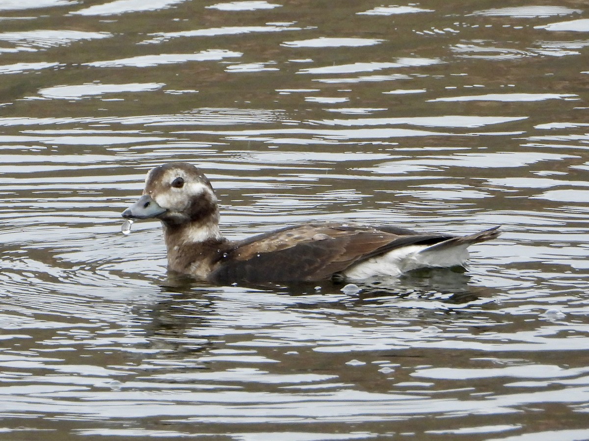 Long-tailed Duck - ML645594545