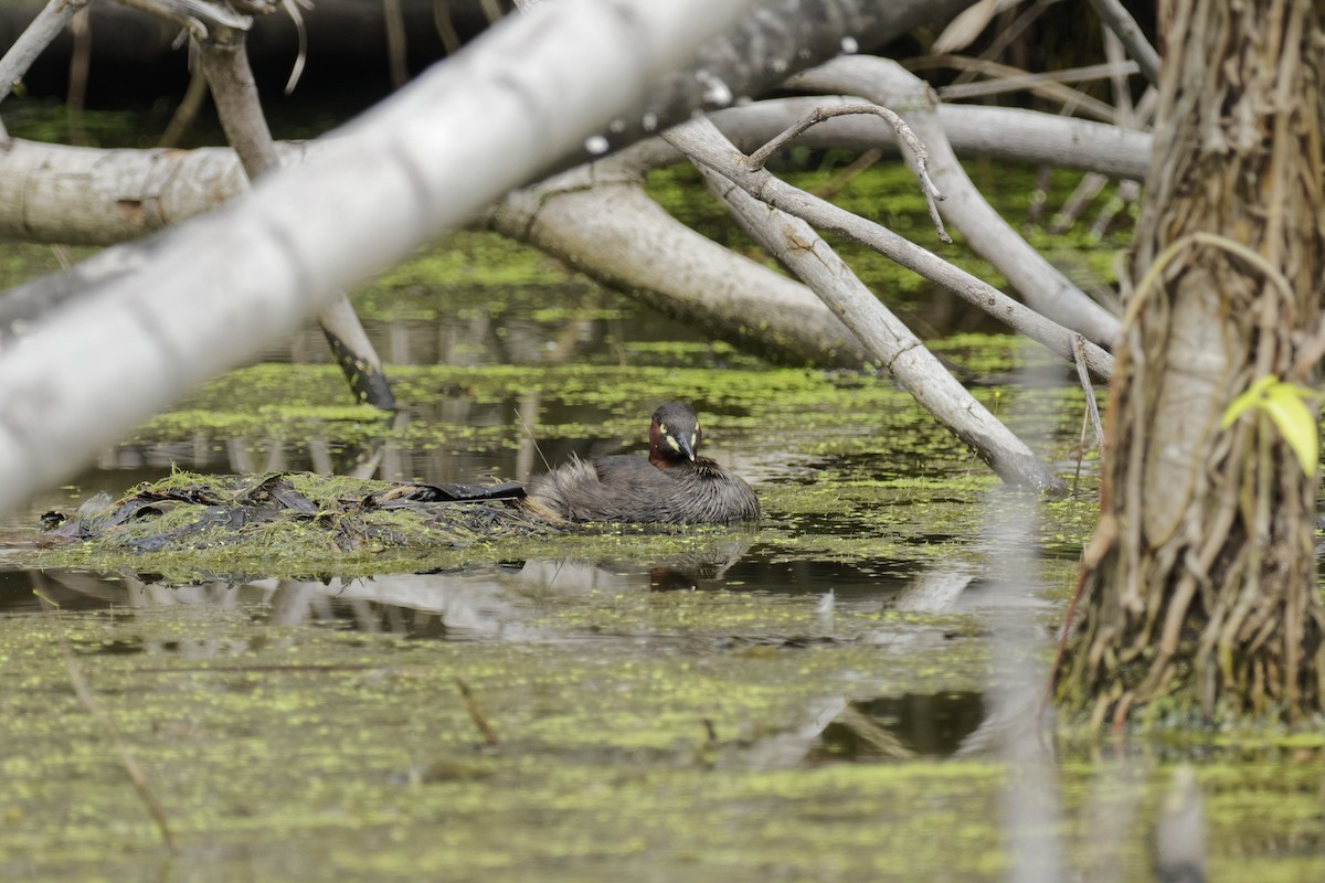 טבלן גמדי - ML645594550