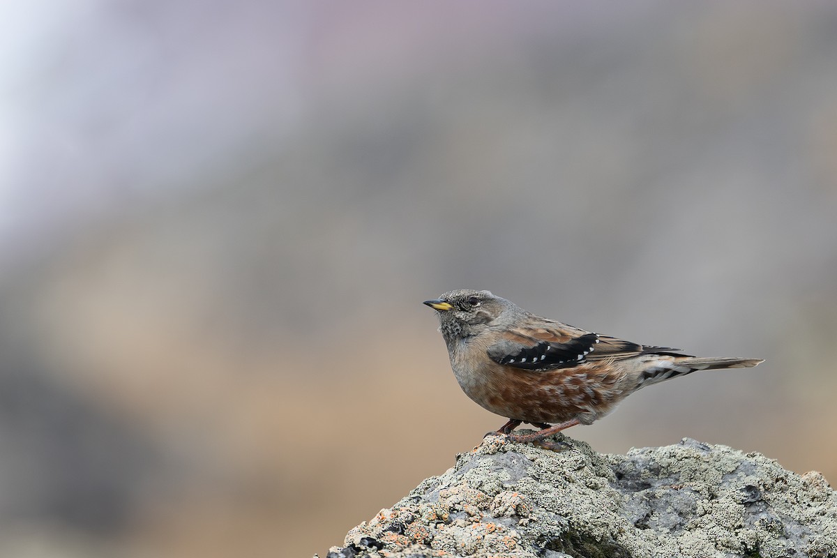 Alpine Accentor - ML645594554