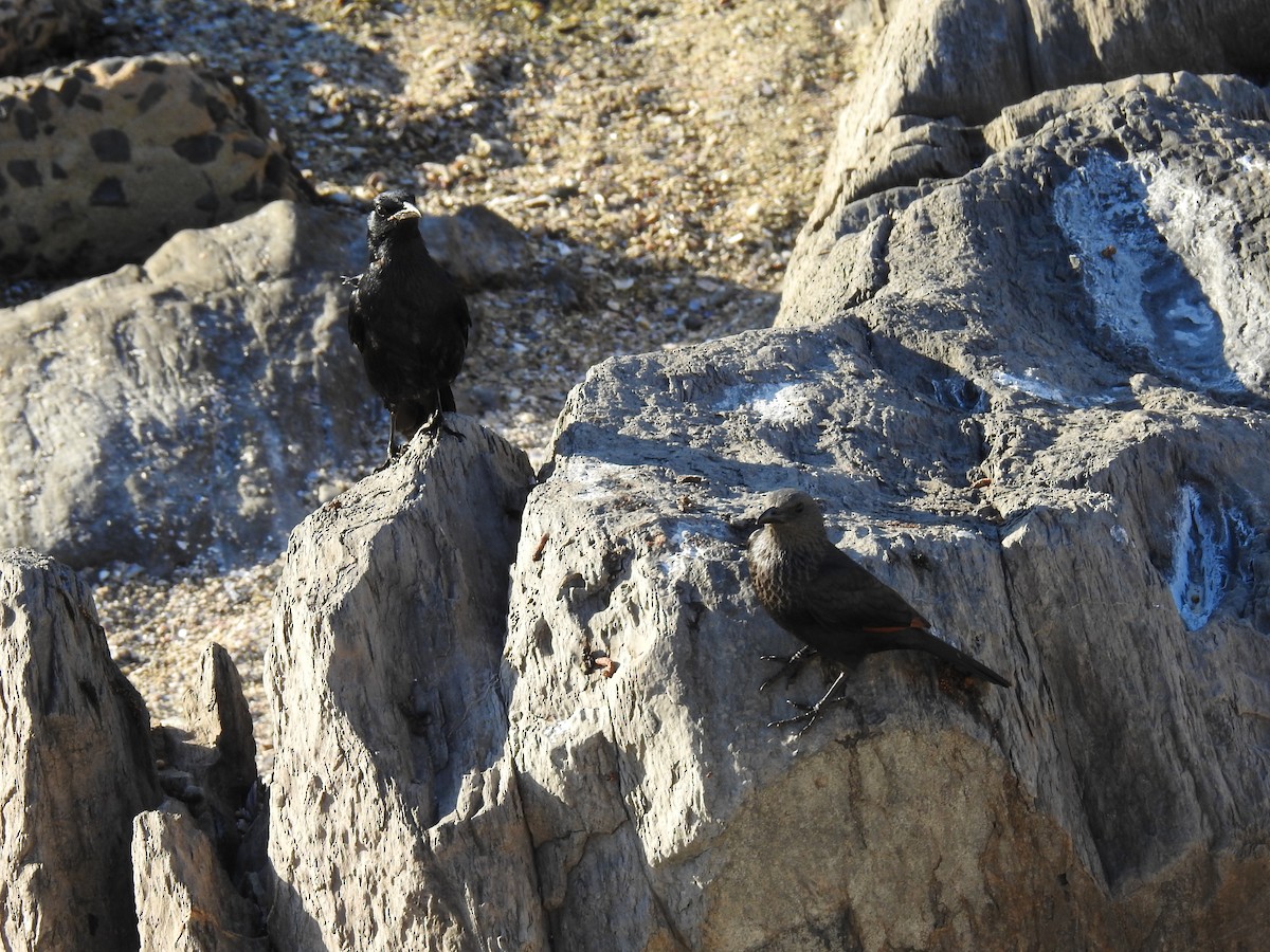 Rotschwingenstar - ML645594566