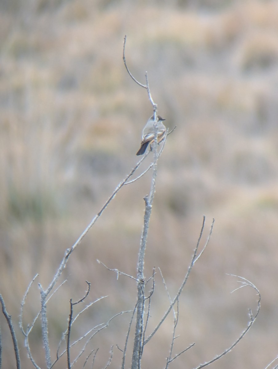 Say's Phoebe - ML645594568