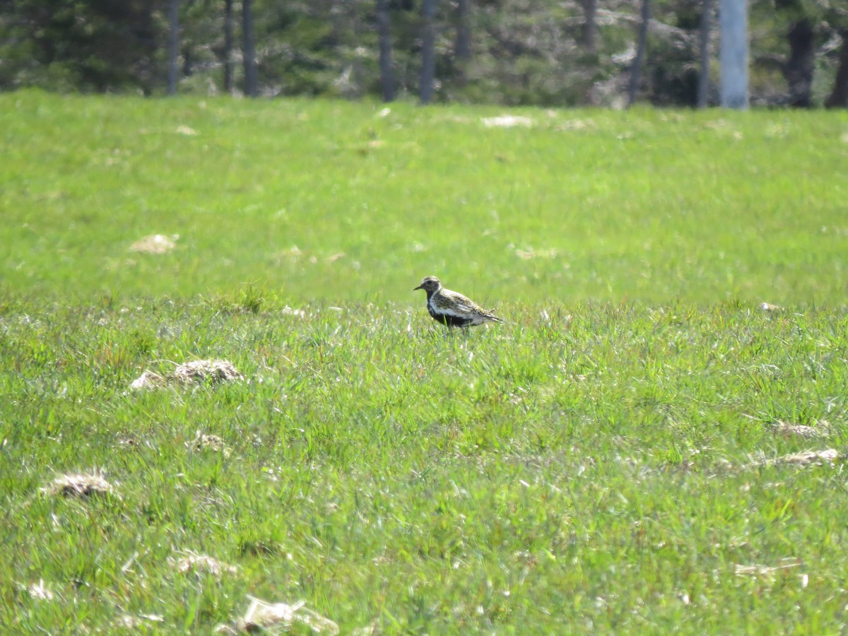 Сивка звичайна - ML645594569