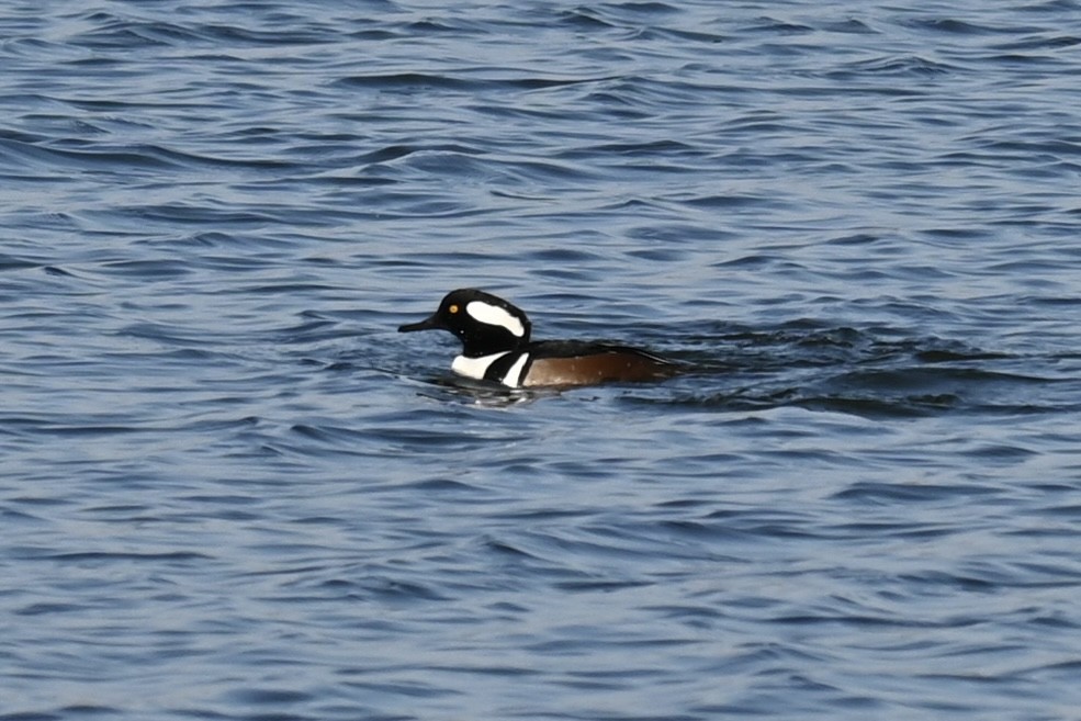 Крех жовтоокий - ML645594571