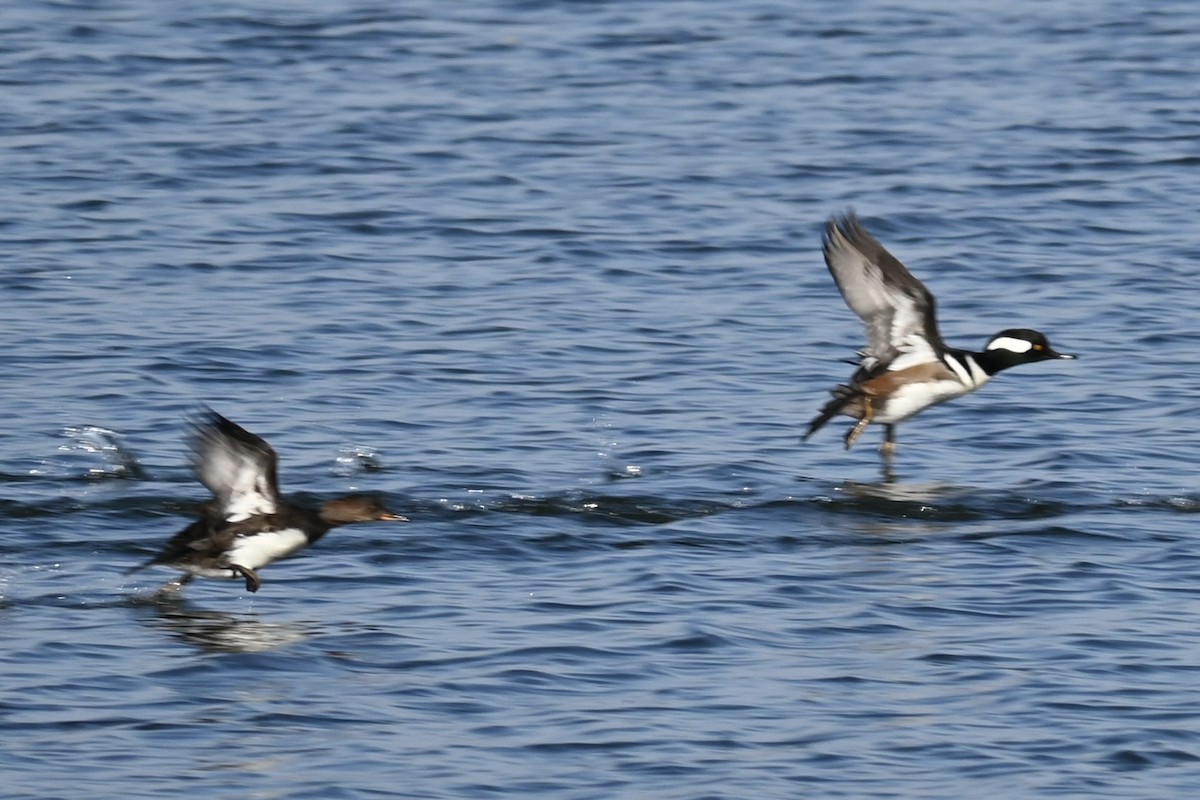 Крех жовтоокий - ML645594572