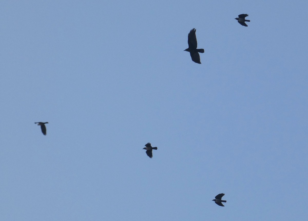 Daurian Jackdaw - ML645594573