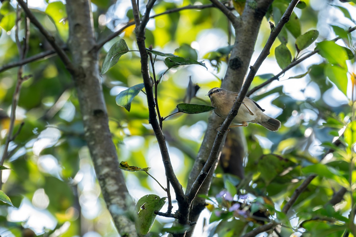עלווית כהה - ML645594574
