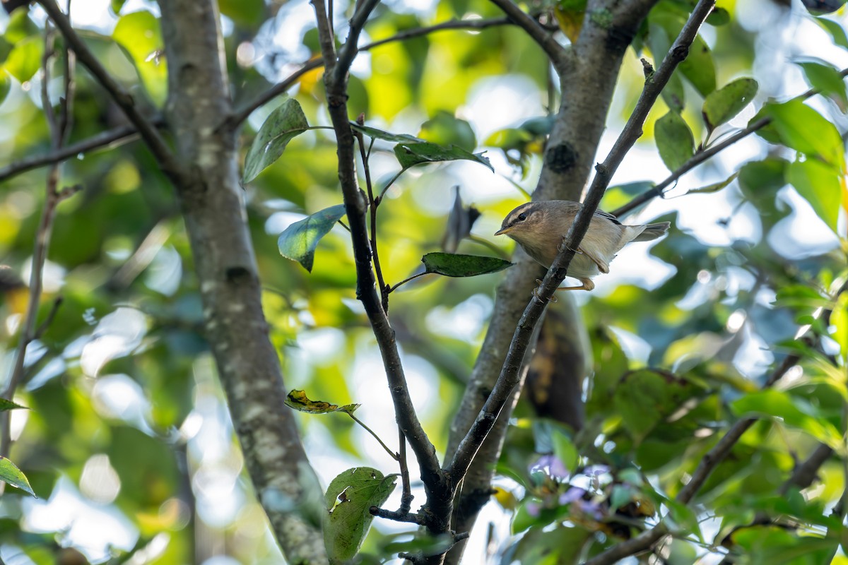 עלווית כהה - ML645594575