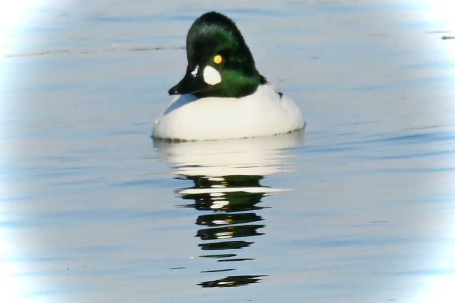 Гоголь зеленоголовий - ML645594578