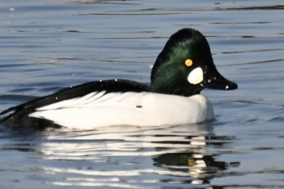 Гоголь зеленоголовий - ML645594579