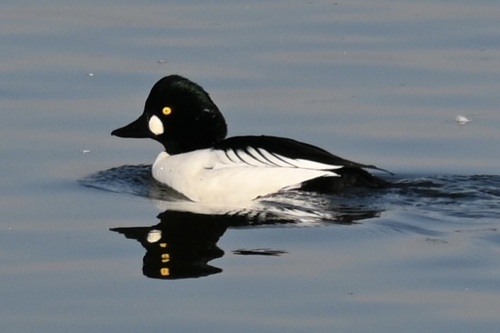 Гоголь зеленоголовий - ML645594580