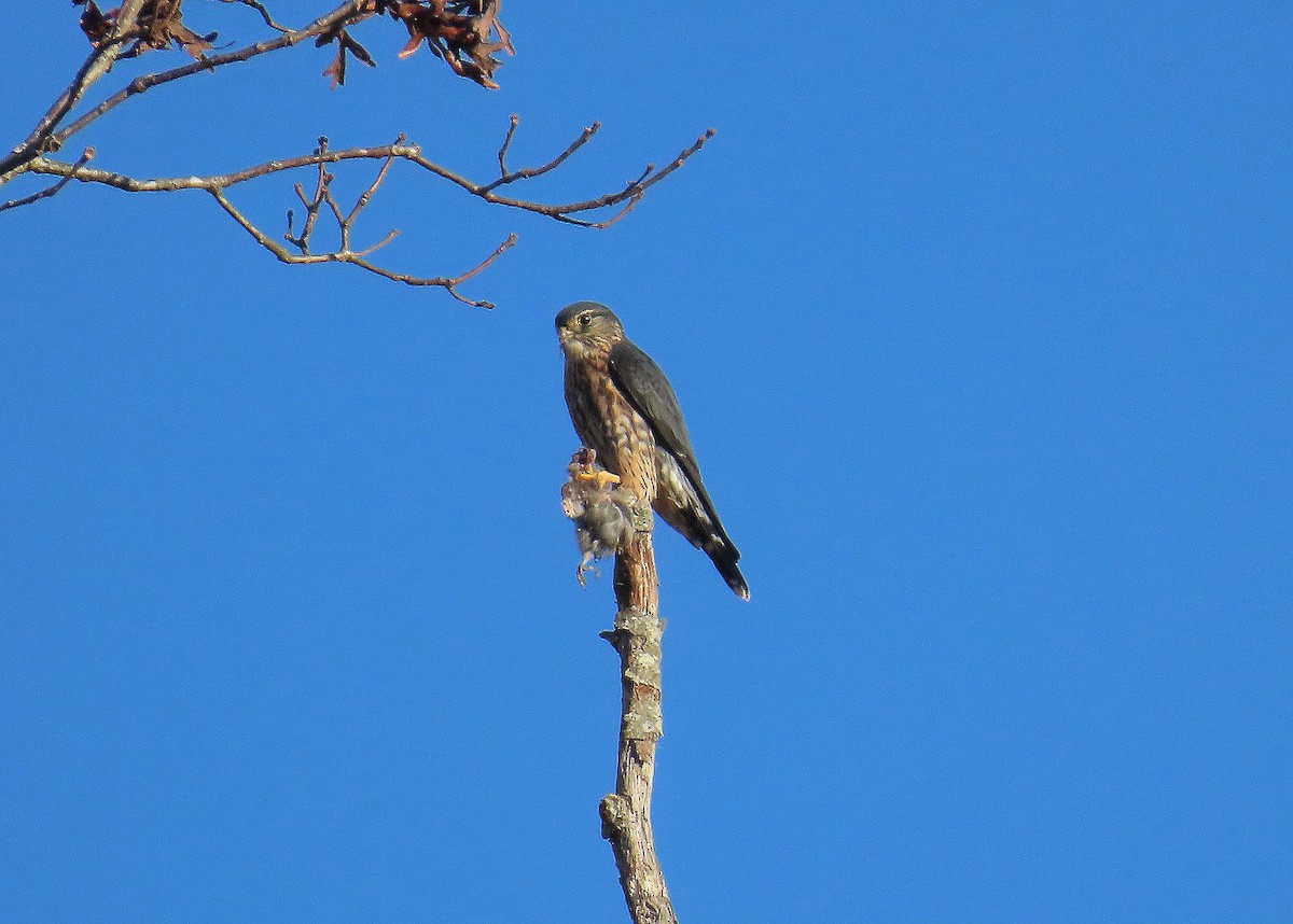 灰背隼 - ML645594582