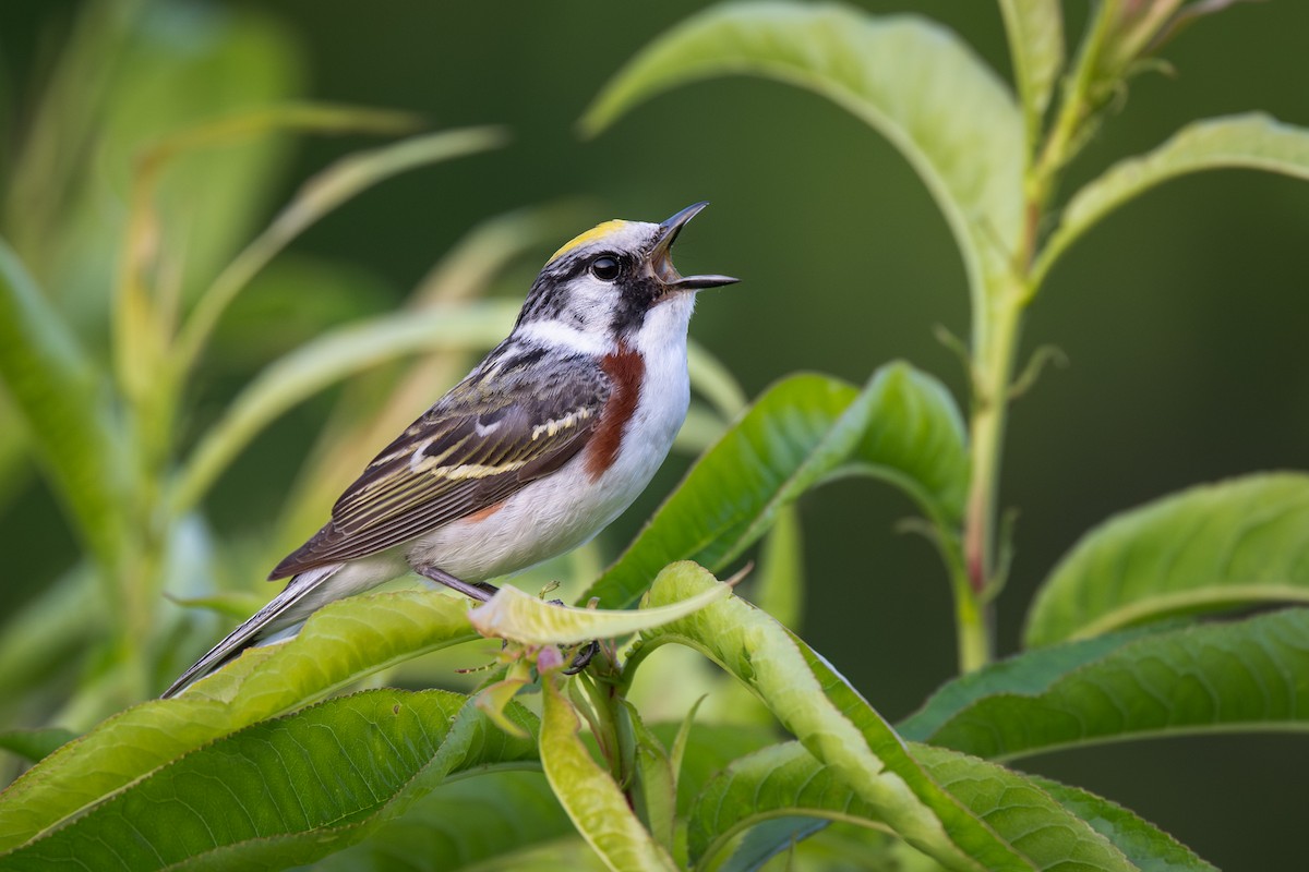 lesňáček rezavoboký - ML645594590