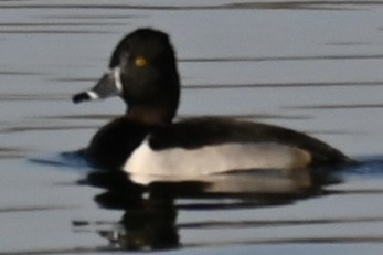 Чернь канадська - ML645594592