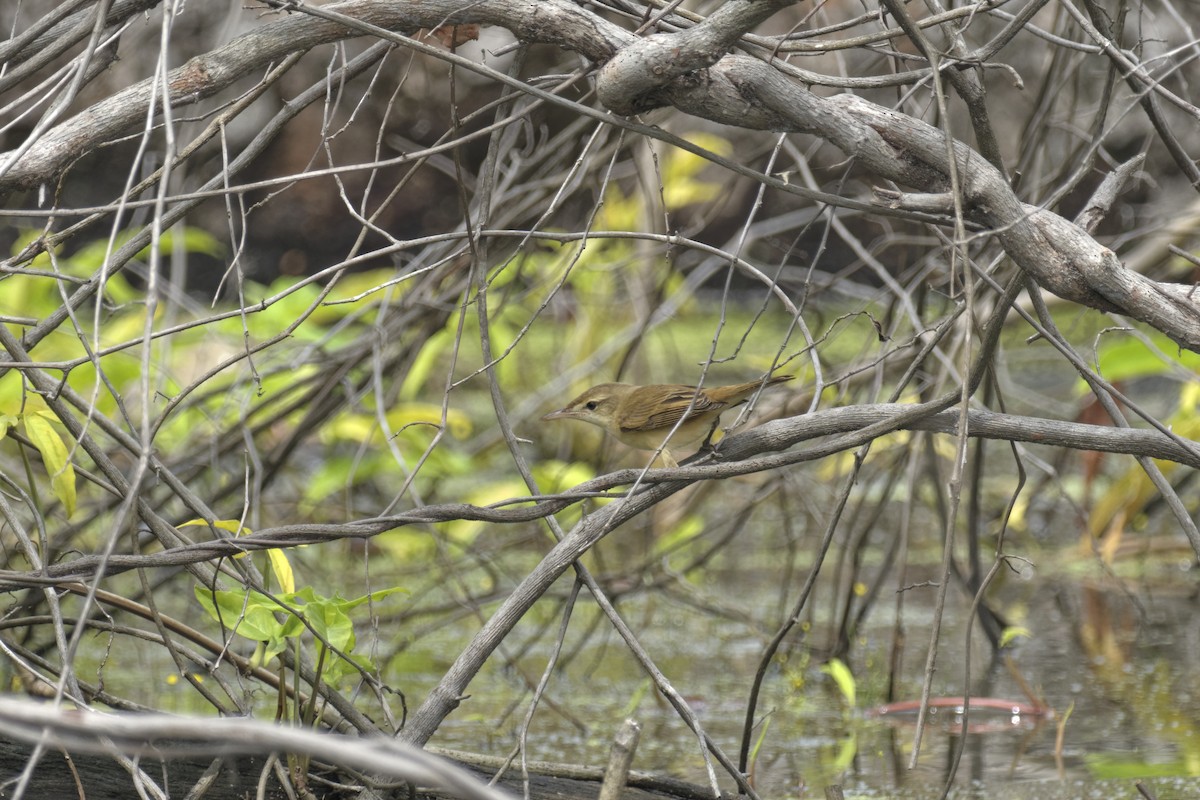 קנית מזרחית - ML645594594