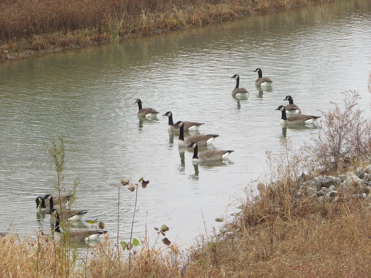 Branta kanadar handia - ML645594596