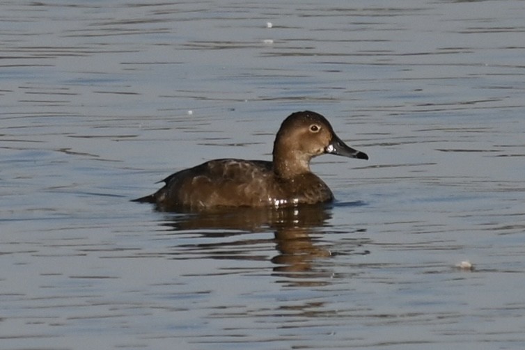 Redhead - ML645594597