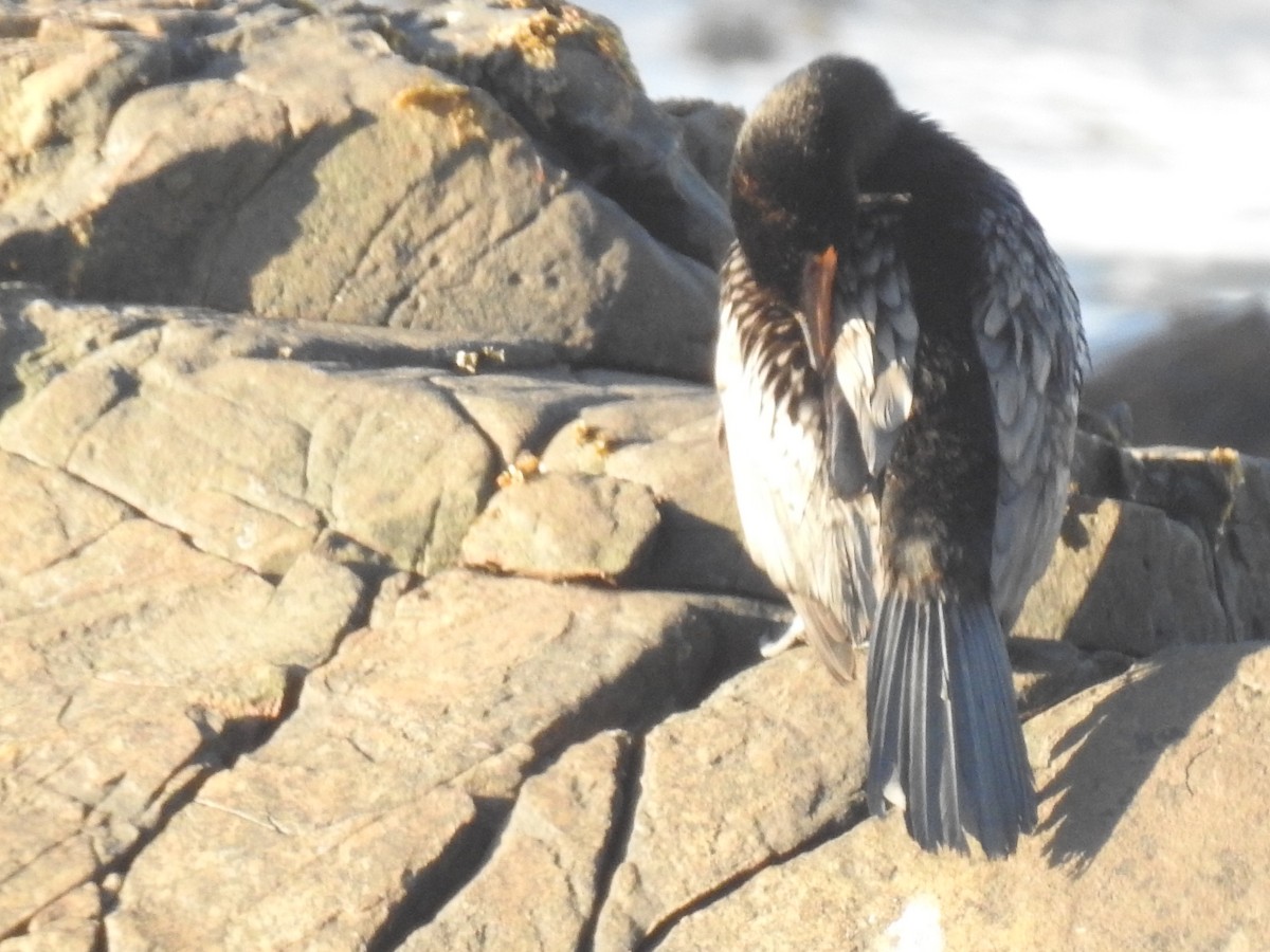 kormorán dlouhoocasý - ML645594604