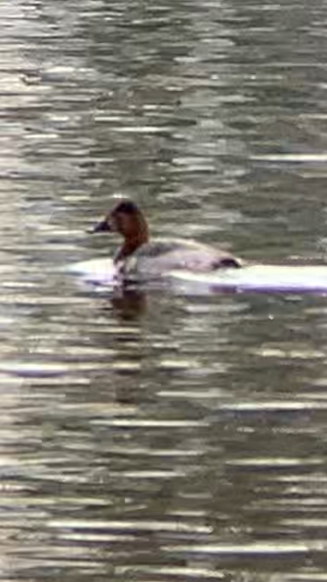 Common Pochard - ML645594622
