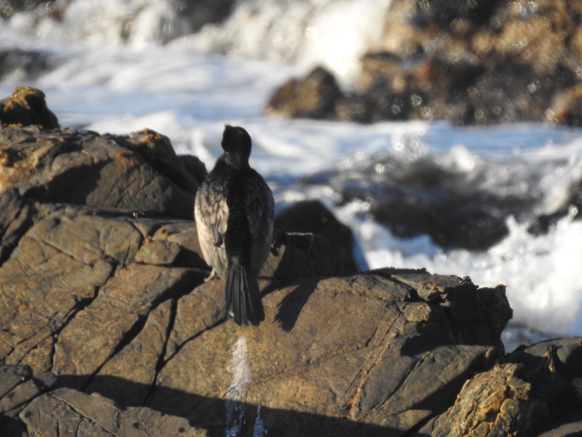 kormorán dlouhoocasý - ML645594624