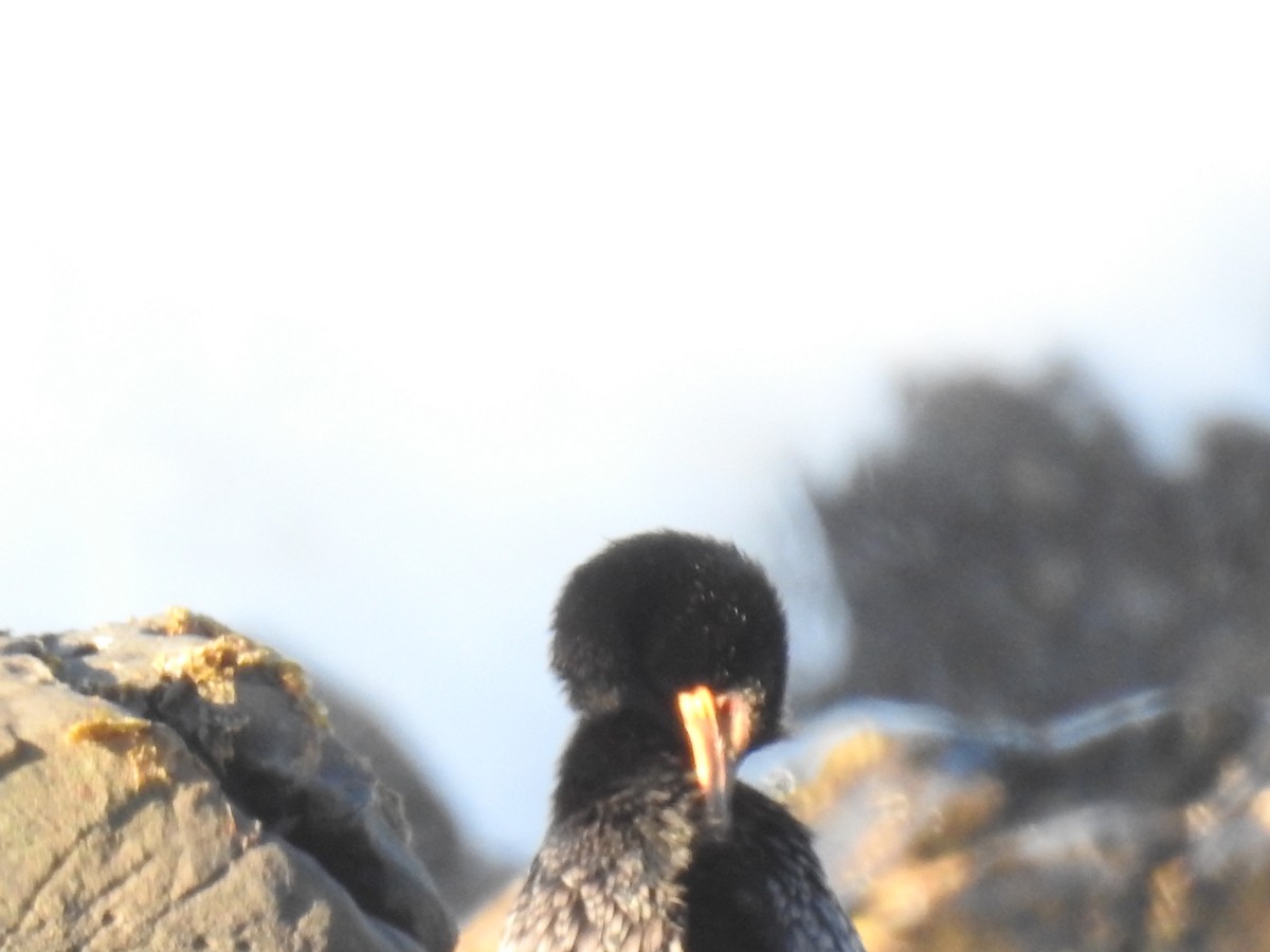 kormorán dlouhoocasý - ML645594631