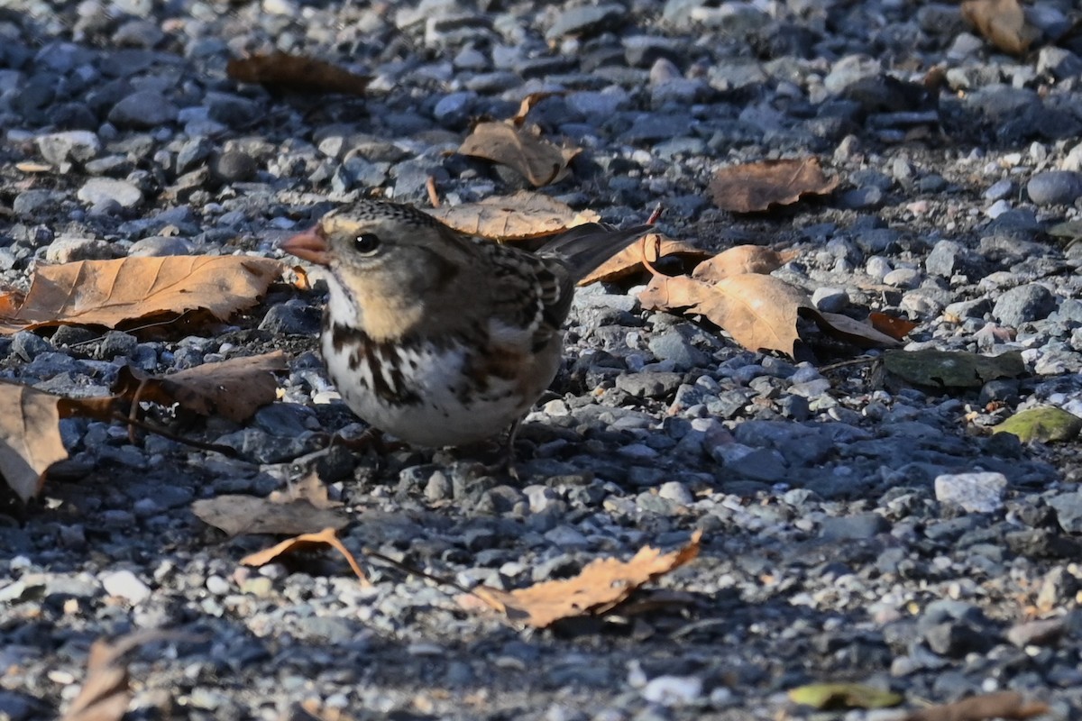 Бруант північний - ML645594633