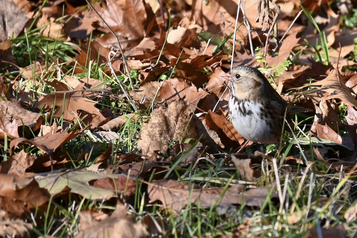 Бруант північний - ML645594634