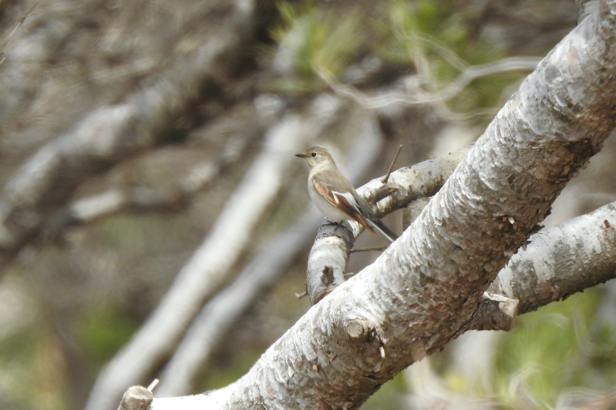 Euli-txori lepazuria - ML645594639