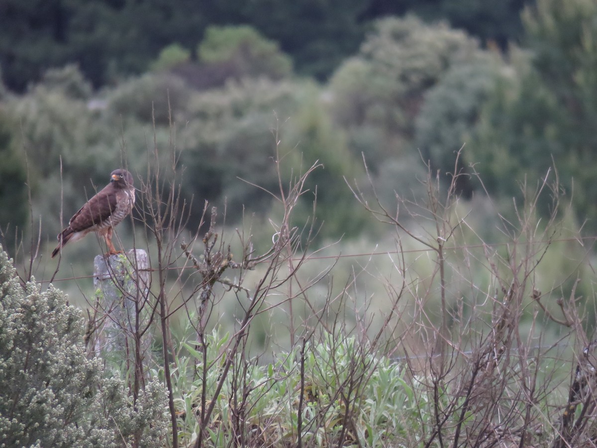 Yol Şahini - ML645594641