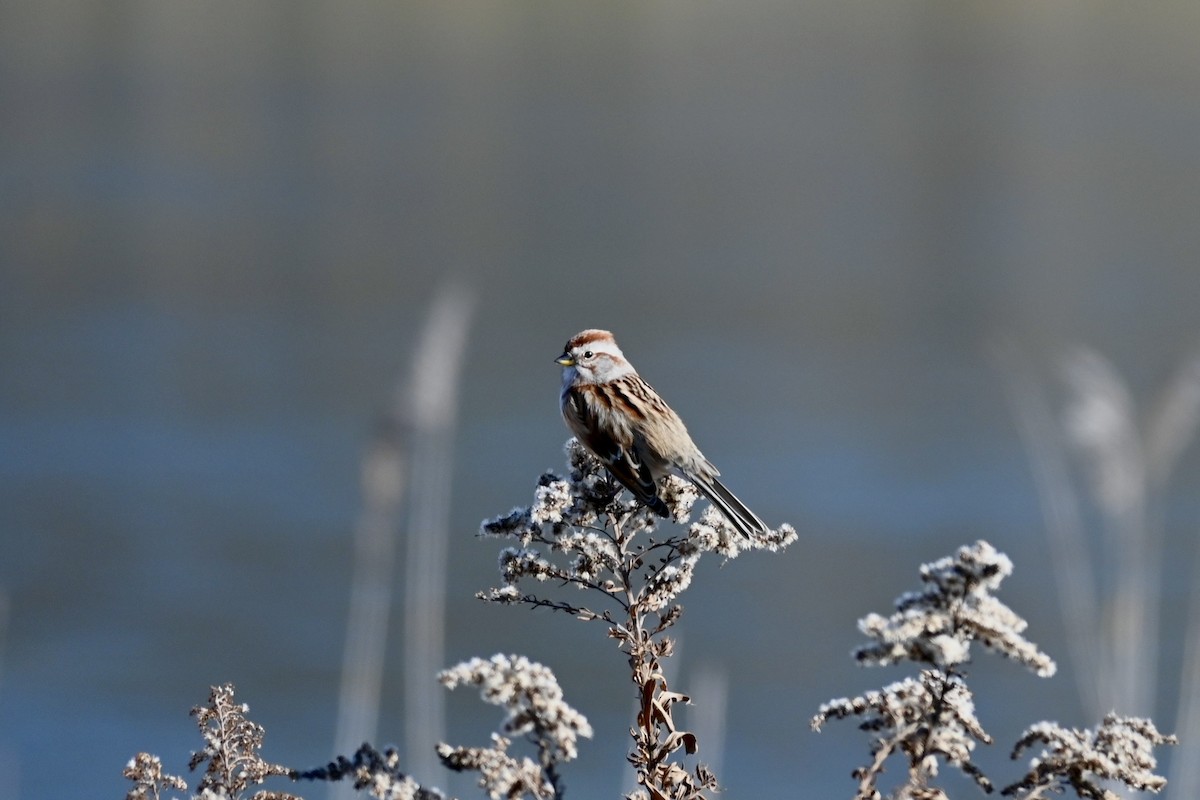 Пасовник північний - ML645594642