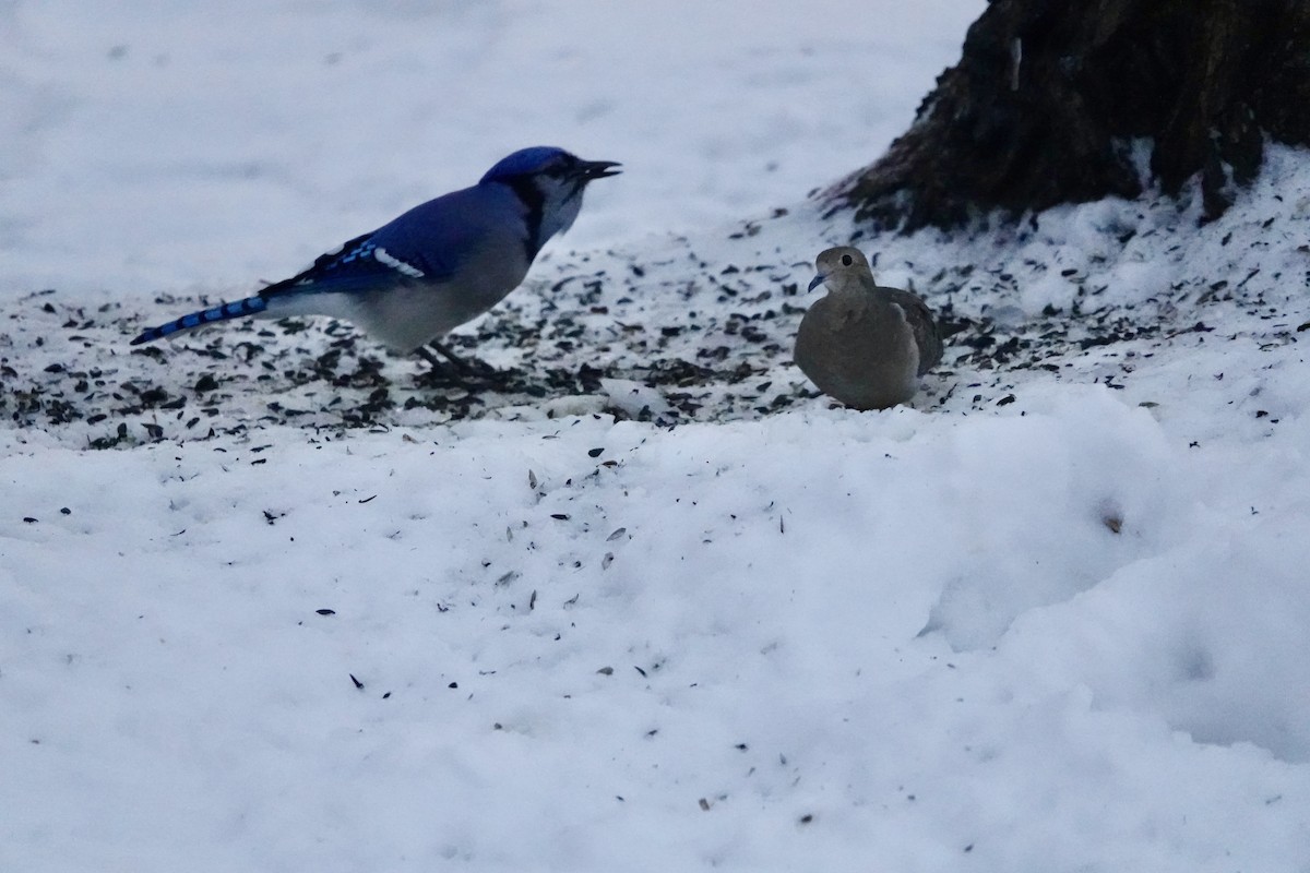 Geai bleu - ML645594655