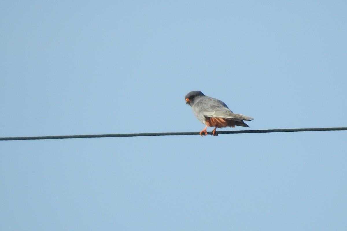 Belatz hankagorria - ML645594673