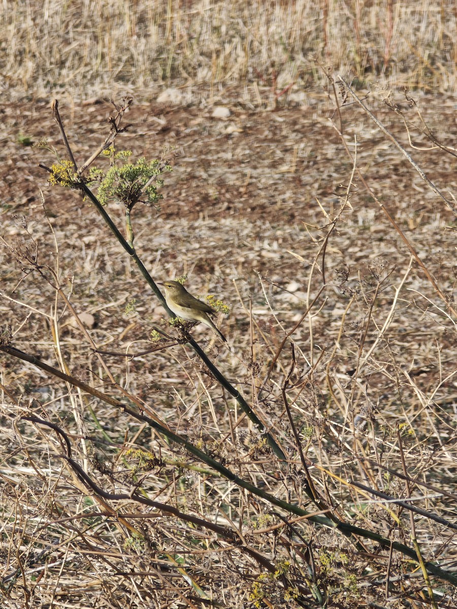 Common Chiffchaff - ML645594691