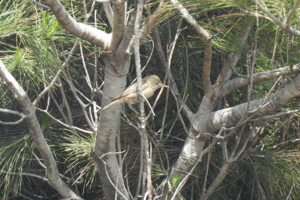 Western Olivaceous Warbler - ML645594694