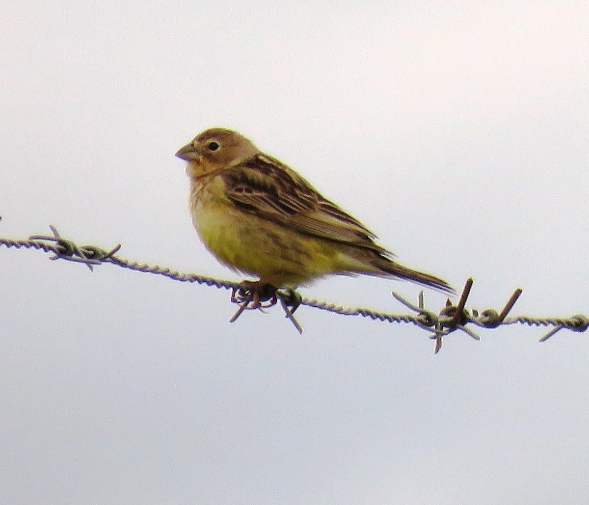 Grassland Yellow-Finch - ML645594704