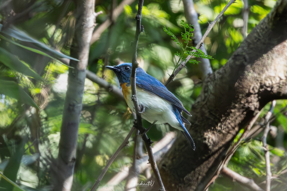 Blue-throated Flycatcher - ML645594705