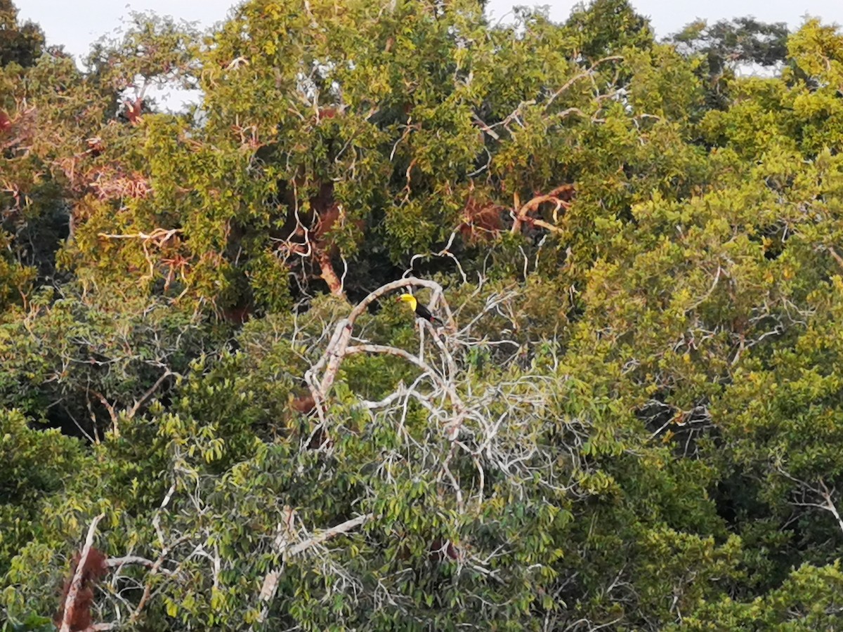 tukan středoamerický - ML645594707