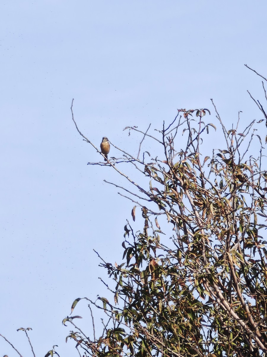 European Stonechat - ML645594708