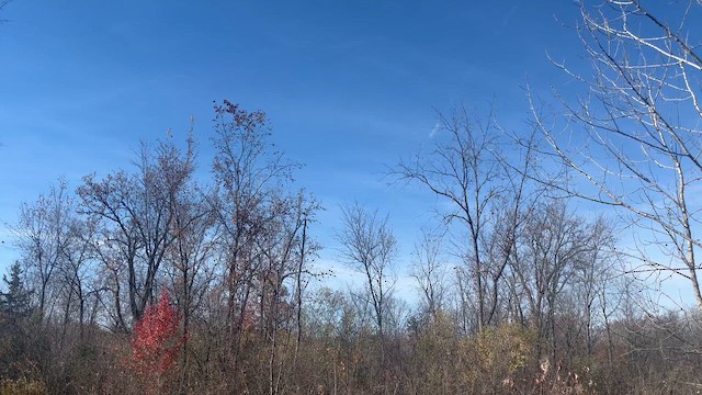 Common Grackle - ML645594717