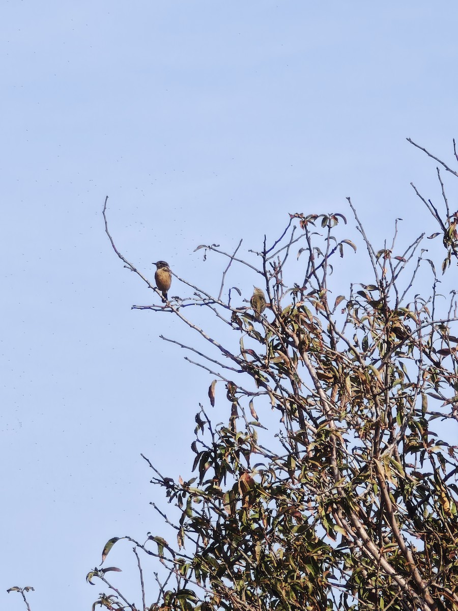 European Stonechat - ML645594719