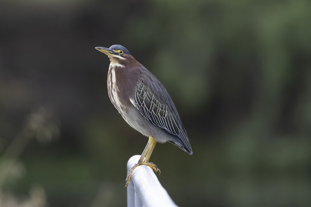 volavka zelenavá - ML645594730