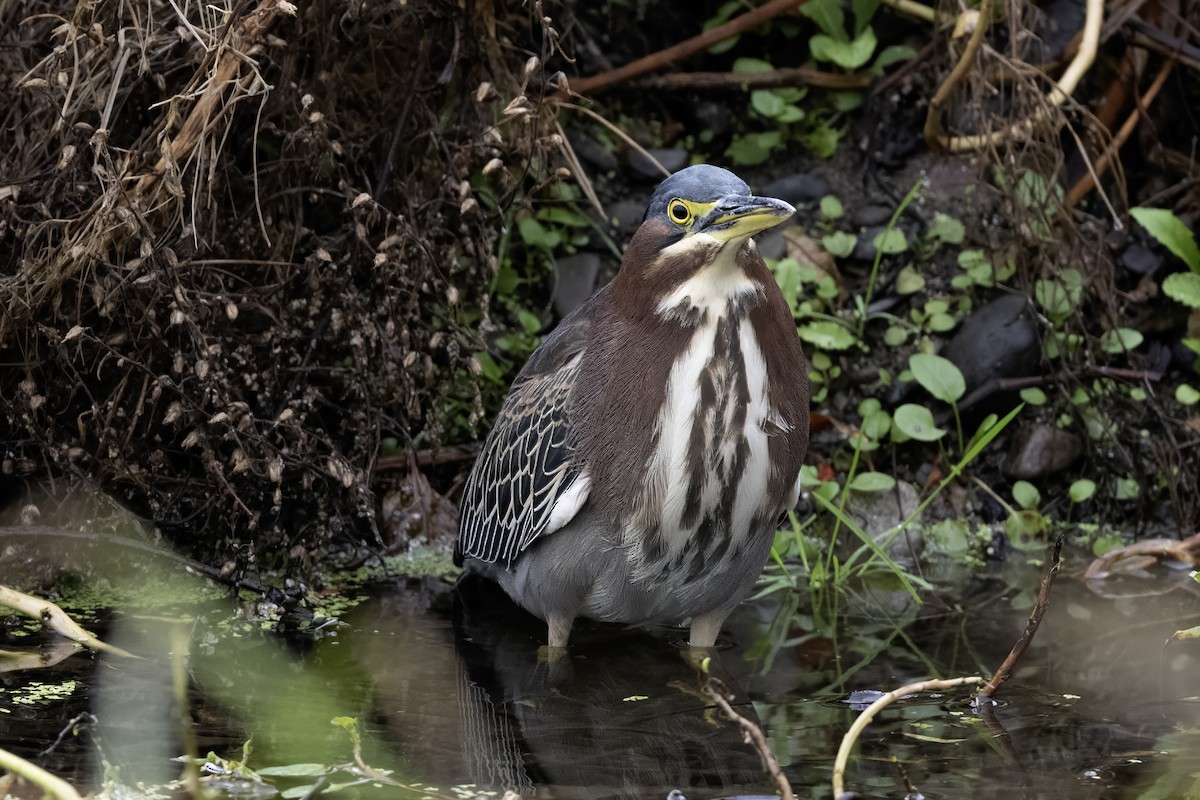 volavka zelenavá - ML645594732