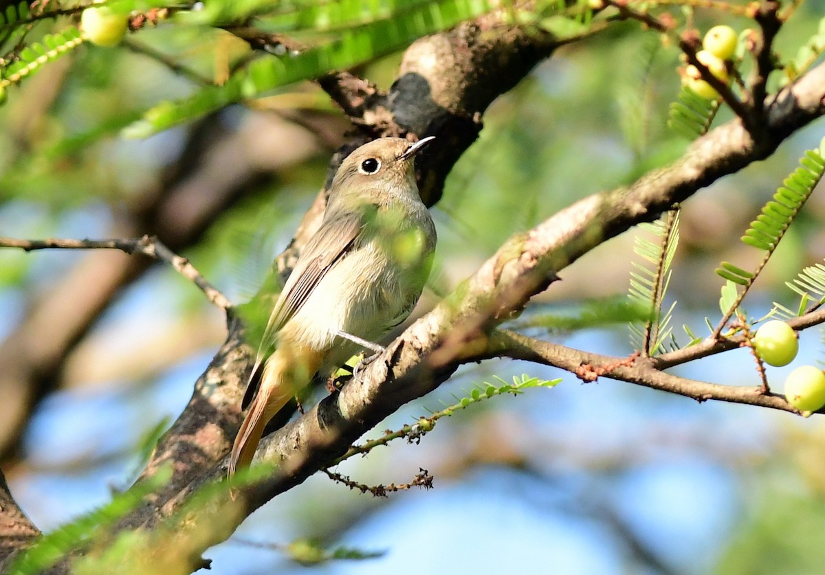 Rusty-tailed Flycatcher - ML645594750