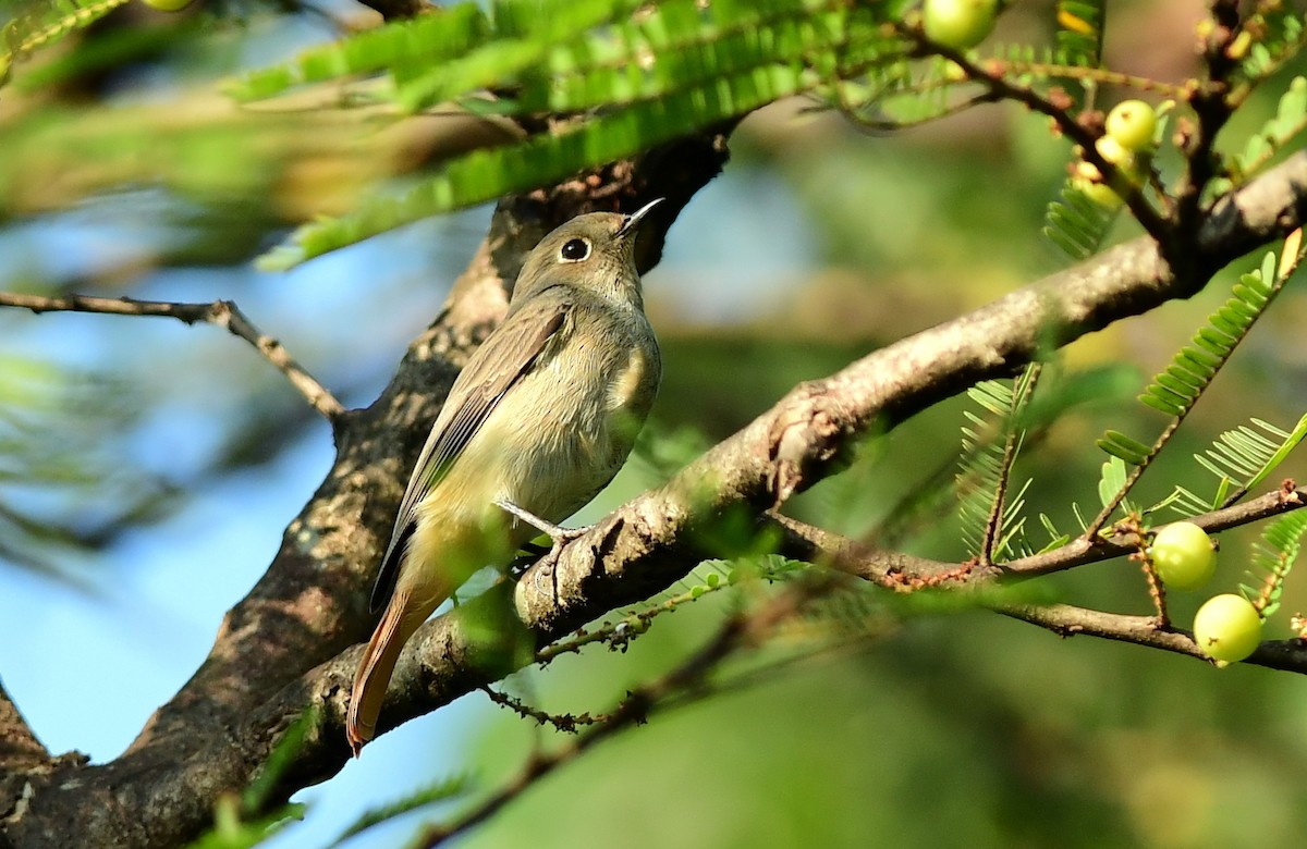Rusty-tailed Flycatcher - ML645594751